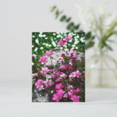 Saxifraga Highlander 2 Postkarte (Stehend Vorderseite)