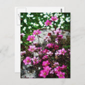 Saxifraga Highlander 2 Postkarte (Vorne/Hinten)