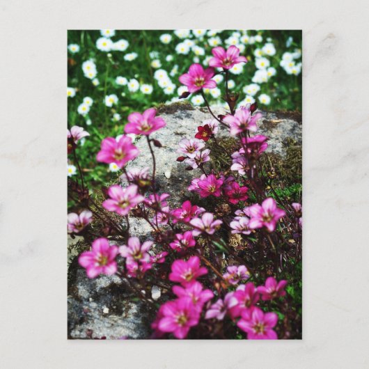 Saxifraga Highlander 2 Postkarte (Vorderseite)