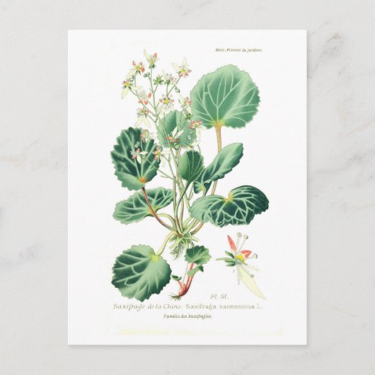 Saxifraga sarmentosa postkarte (Vorderseite)