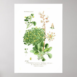 Saxifrage Spezies Poster