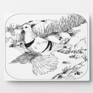 Saxon Crescent-Taube 1973 Fotoplatte