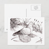 Saxon-Feldtaube Postkarte (Vorne/Hinten)