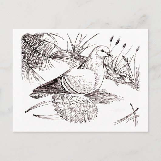 Saxon-Feldtaube Postkarte (Vorderseite)