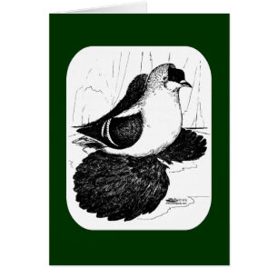 Saxon Swallow Taube 1978