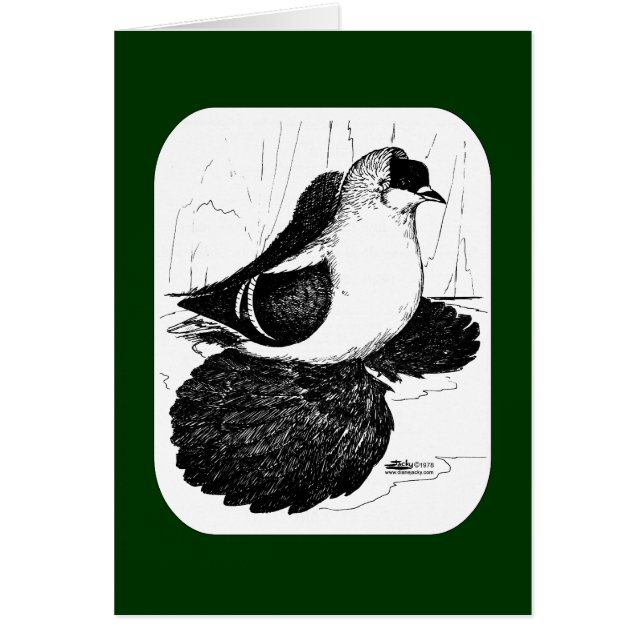 Saxon Swallow Taube 1978 (Vorne)