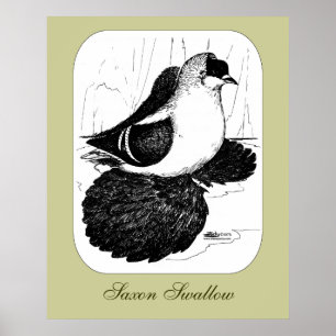 Saxon Swallow Taube 1978 Poster