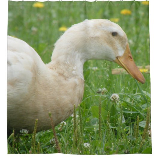 Saxony Duck Duschvorhang (Vorderseite)