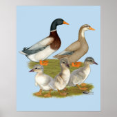 Saxony Duck Family Poster (Vorne)