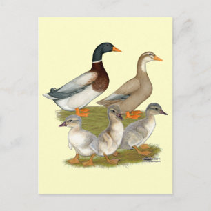 Saxony Duck Family Postkarte