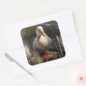 Saxony Duck Sticker (Umschlag)