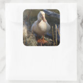 Saxony Duck Sticker (Tasche)