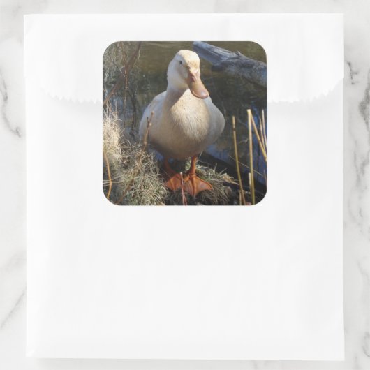 Saxony Duck Sticker (Tasche)