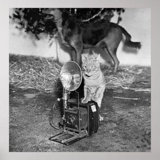 Say Catnip: 1936 Poster (Vorne)