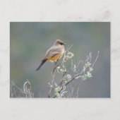 Say-Phoebe Postkarte (Vorderseite)