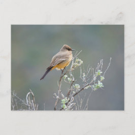 Say-Phoebe Postkarte