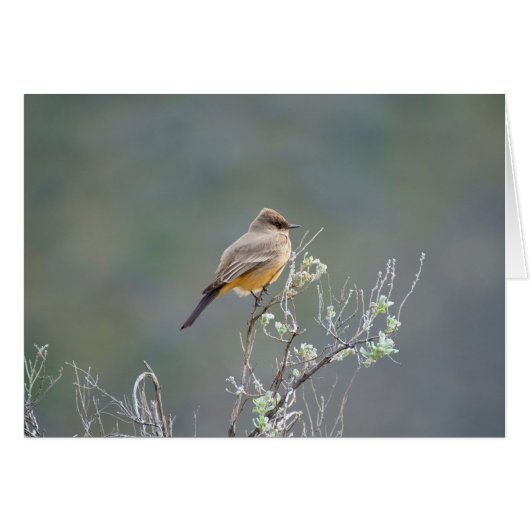 Say's Phoebe im Salbei (Vorderseite (Horizontal))