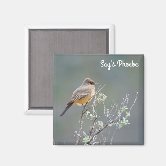 Say's Phoebe im Salbei Magnet (Vorderseite/Rückseite)