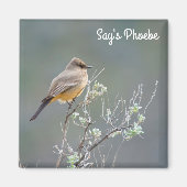 Say's Phoebe im Salbei Magnet (Vorne)