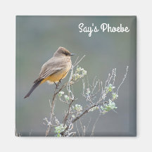 Say's Phoebe im Salbei