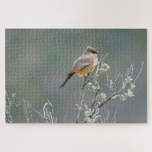Say's Phoebe in the Sage Puzzle (Horizontal)