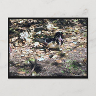 Sc Wood Duck Postcard Postkarte