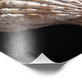 Scallop 3 236 fotodruck (Ecke)