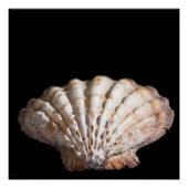 Scallop 3 236 poster (Vorderseite)