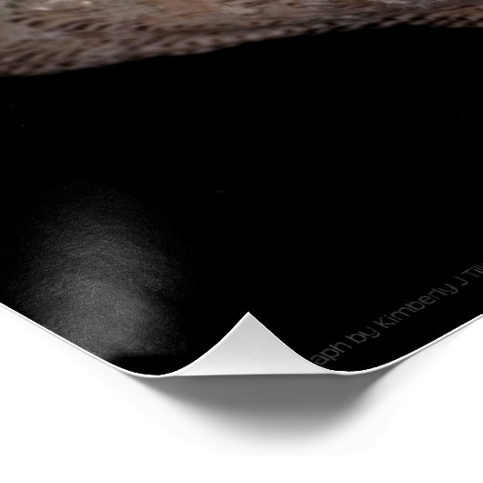 Scallop 3 236 poster (Ecke)