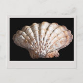 Scallop 3 236 postkarte (Vorderseite)