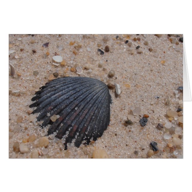 Scallop-Muschel (Vorderseite (Horizontal))