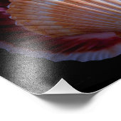 Scallop-Muschel Fotodruck (Ecke)