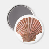 Scallop-Muschel Magnet (Vorderseite/Rückseite)