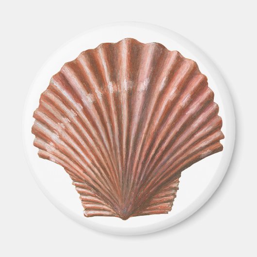 Scallop-Muschel Magnet (Vorne)