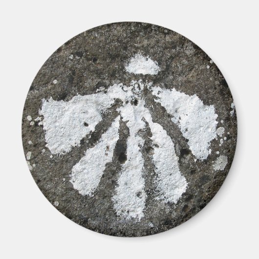 Scallop Muschel Magnet (Vorne)