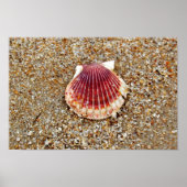 Scallop-Muschel Poster (Vorne)