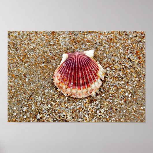 Scallop-Muschel Poster (Vorne)