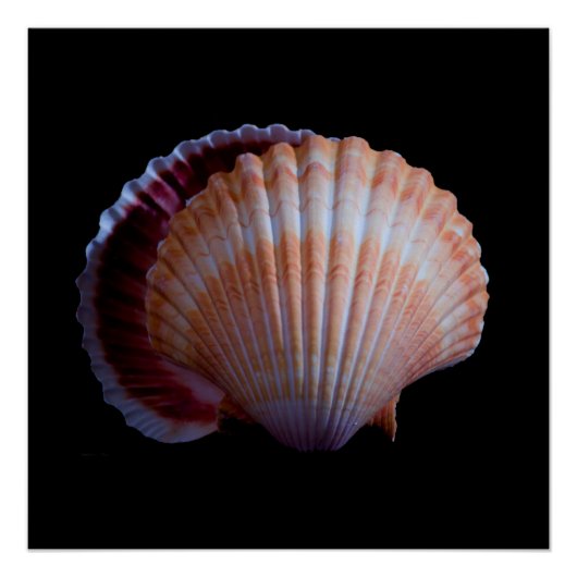 Scallop-Muschel Poster (Vorderseite)