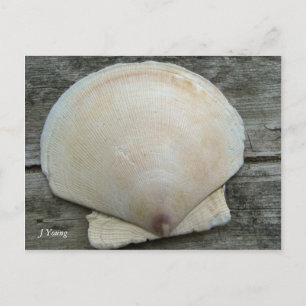 Scallop-Muschel Postkarte