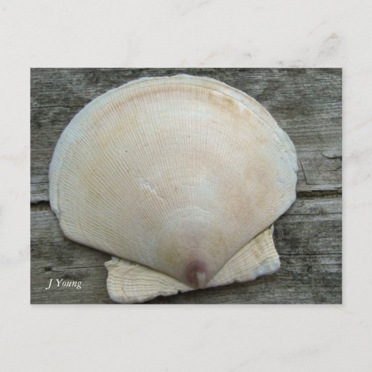 Scallop-Muschel Postkarte (Vorderseite)