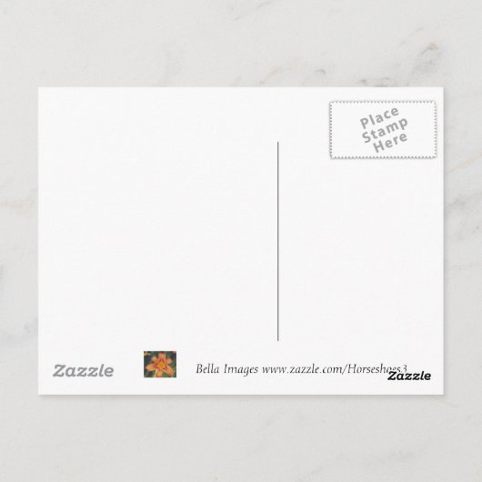 Scallop-Muschel - Postkarte (Rückseite)