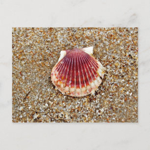 Scallop-Muschel - Postkarte