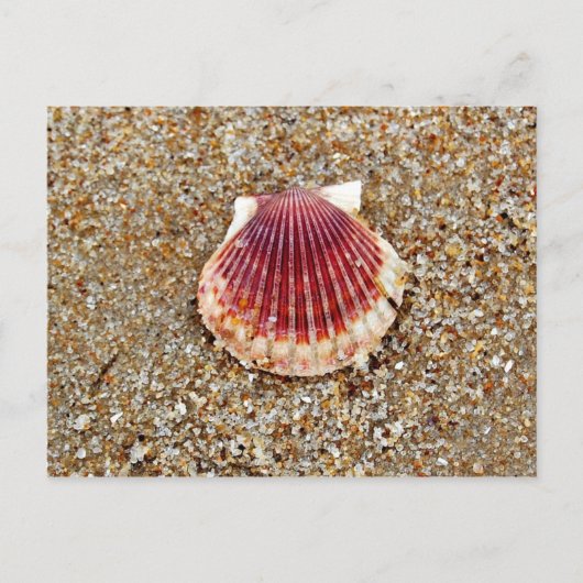 Scallop-Muschel - Postkarte (Vorderseite)