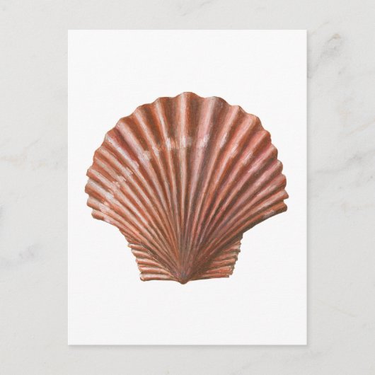 Scallop-Muschel Postkarte (Vorderseite)