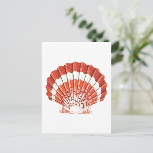 "SCALLOP" SEASHELL-MEERESWELT POSTCARD POSTKARTE (Stehend Vorderseite)