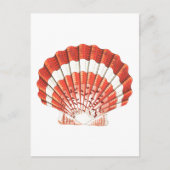 "SCALLOP" SEASHELL-MEERESWELT POSTCARD POSTKARTE (Vorderseite)