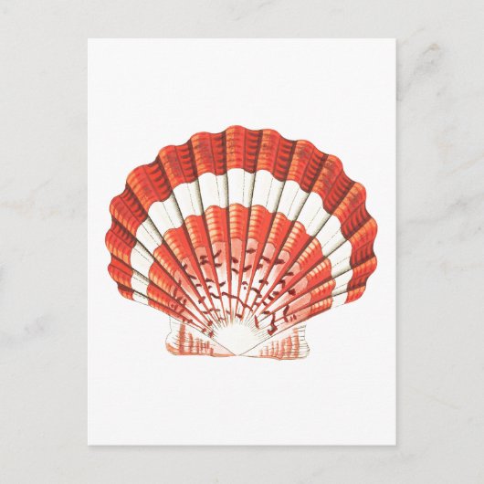 "SCALLOP" SEASHELL-MEERESWELT POSTCARD POSTKARTE (Vorderseite)