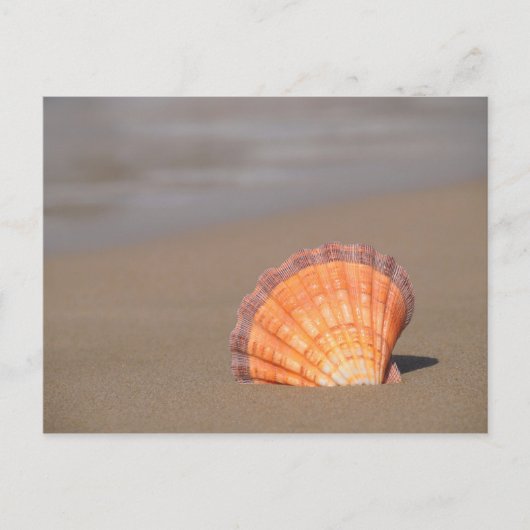 Scallop Shell | Crete, Greece Postkarte (Vorderseite)