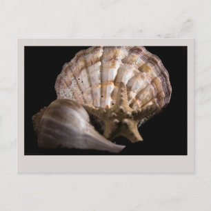 Scallop, Whelk, Sea Star Postkarte