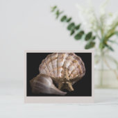 Scallop, Whelk, Sea Star Postkarte (Stehend Vorderseite)